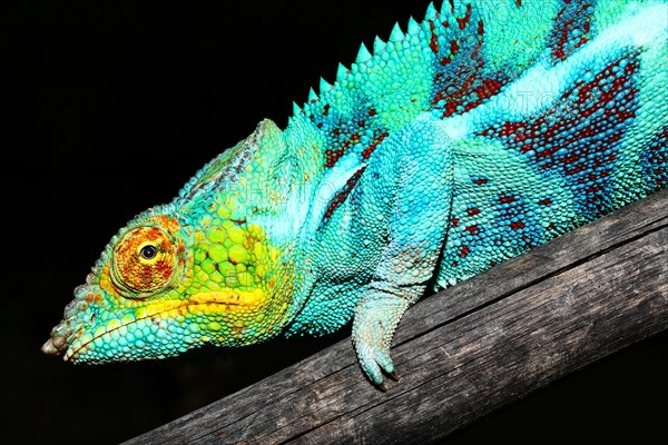 Male panther chameleon
