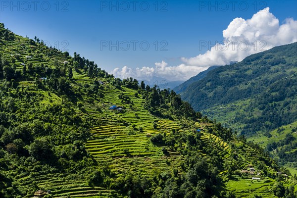 Agricultural landscape