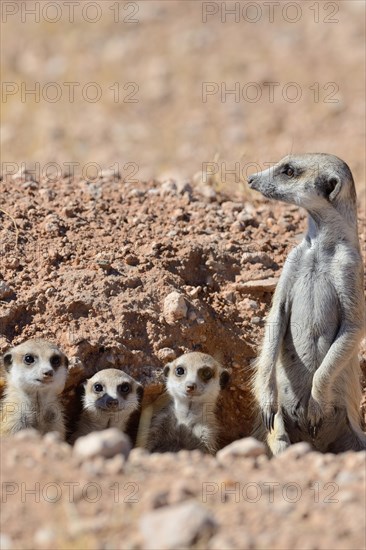 Meerkats