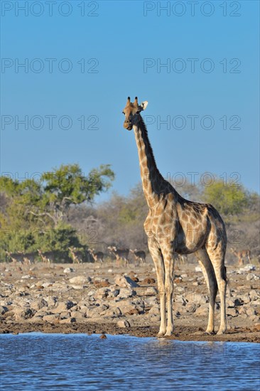 Angolan giraffe