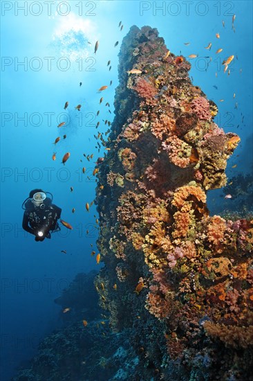 Divers