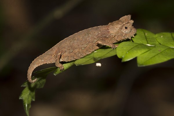 Brown leaf chameleon