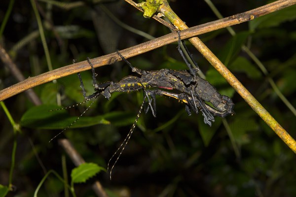 Stick insect
