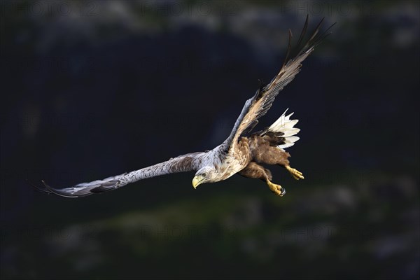 White-tailed eagle