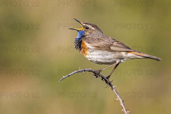 Bluethroat
