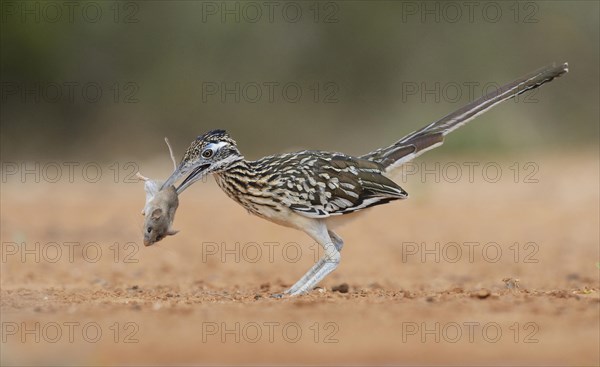 Greater Roadrunner
