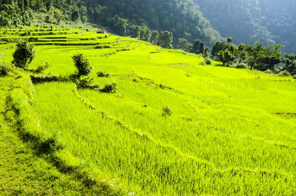 Agricultural landscape with green rice fields