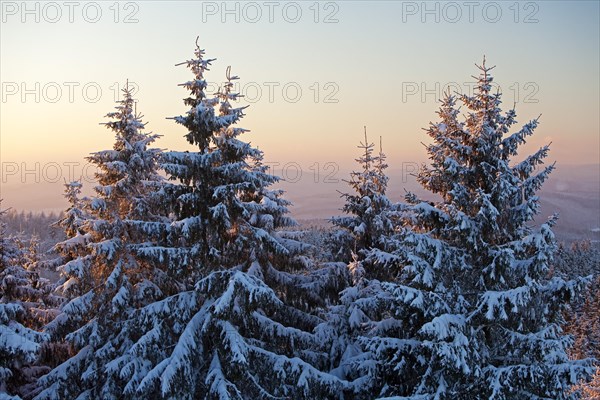 Snow covered spruce trees in winter