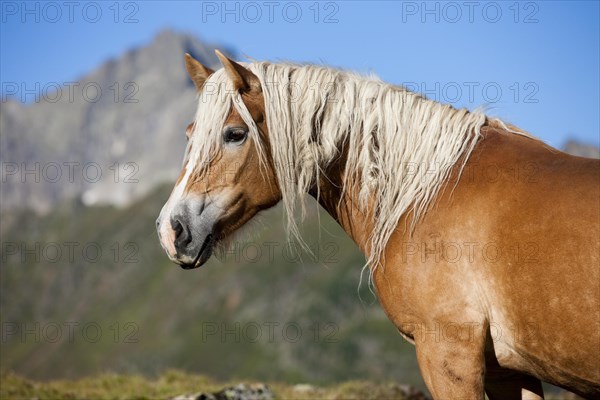 Haflinger