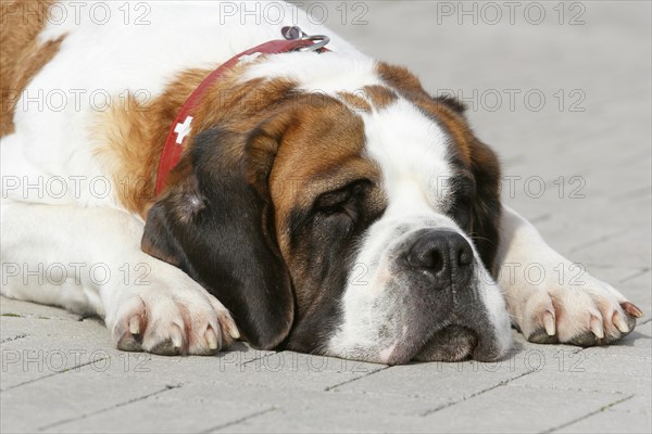 St. Bernard