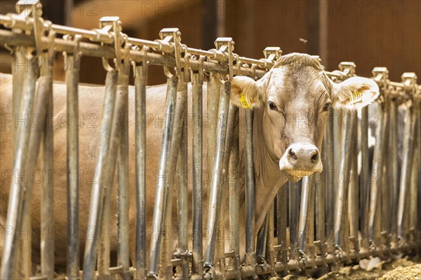 Cow in barn