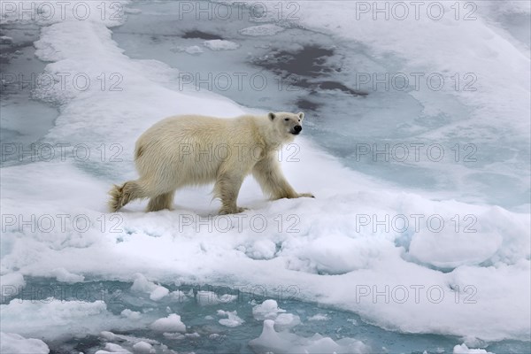 Polar bear