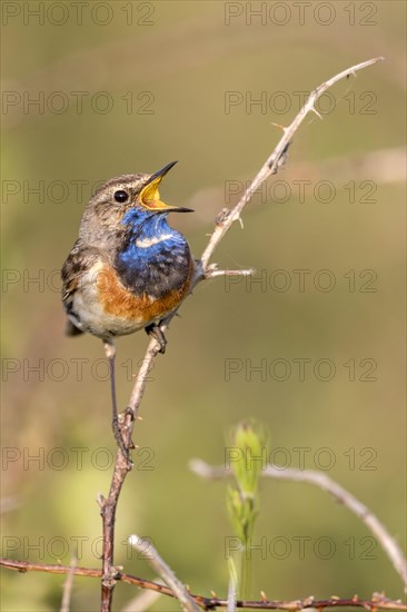 Bluethroat