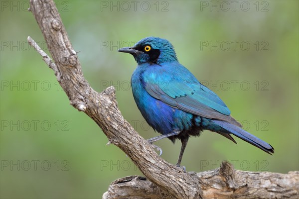 Greater blue-eared starling