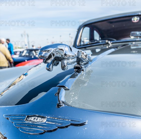 Radiator figure Jaguar on the radiator hood of an oldtimer
