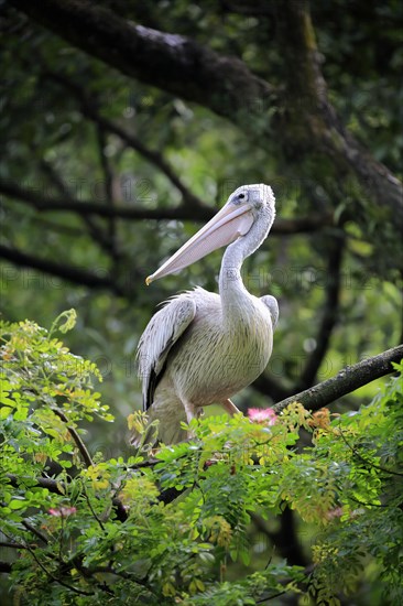 Spot-Billed Pelican
