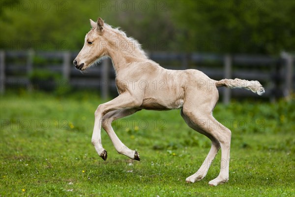 Palomino Morgan horse foal galloping