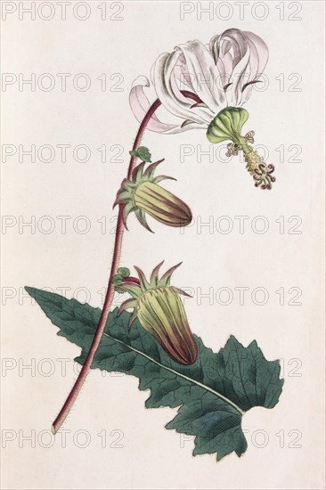 Rough-leaved michauxia
