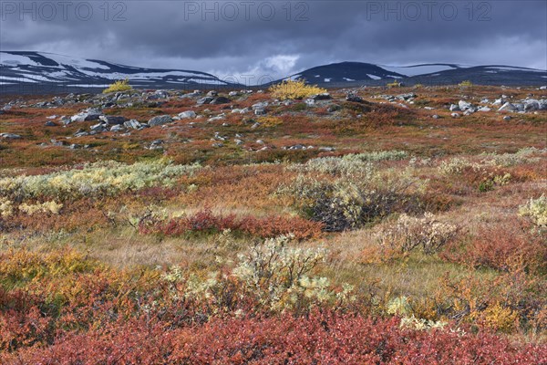 Colourful autumn landscape on the Saltfjellet