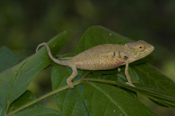 Panther chameleon