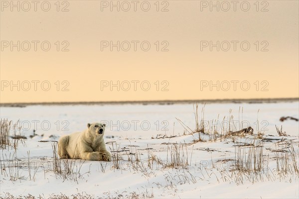Polar bear