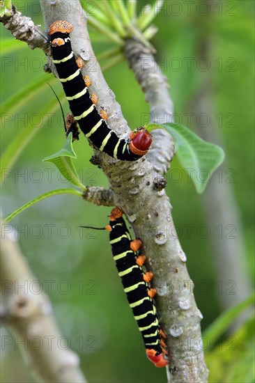 Tetrio Sphinx Moth