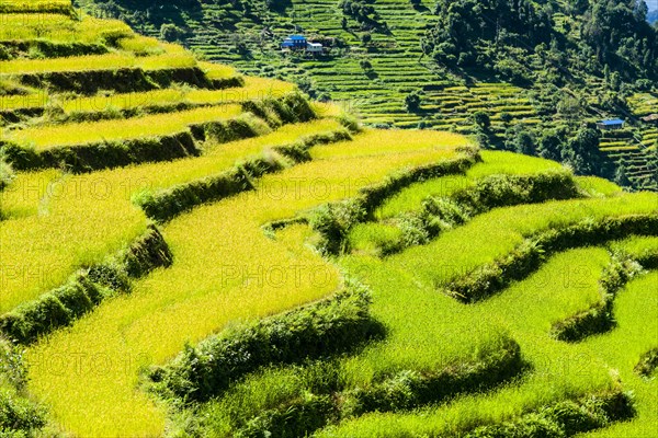 Agricultural landscape