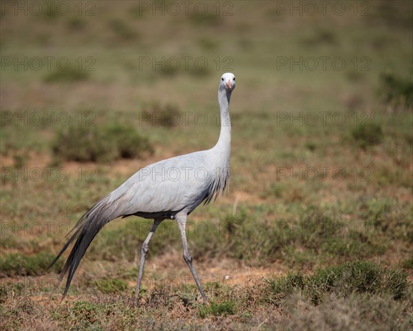 Blue crane