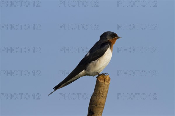 Barn swallow