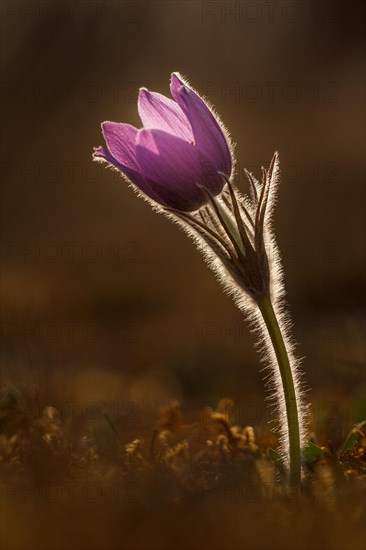 Pasque flower