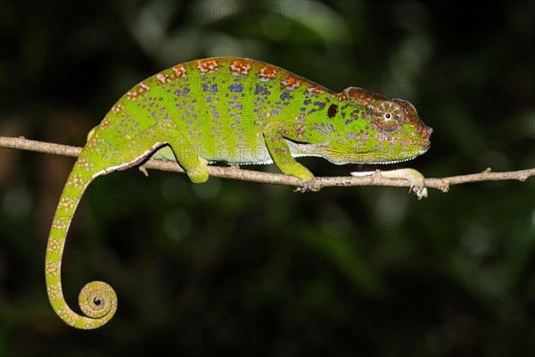 Labord's chameleon