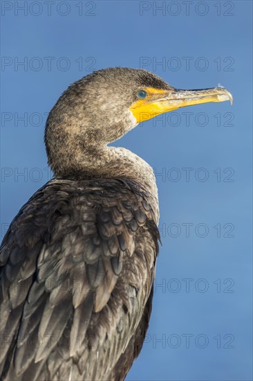 Double-crested cormorant
