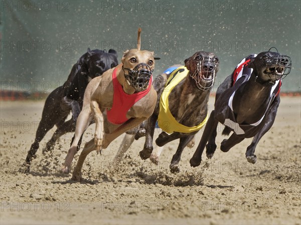 Greyhound race