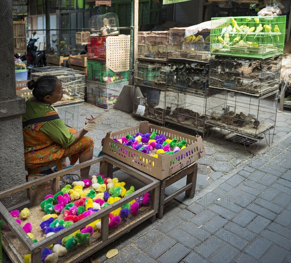 Colorfully colored chicks and bird cages with birds at sales stall