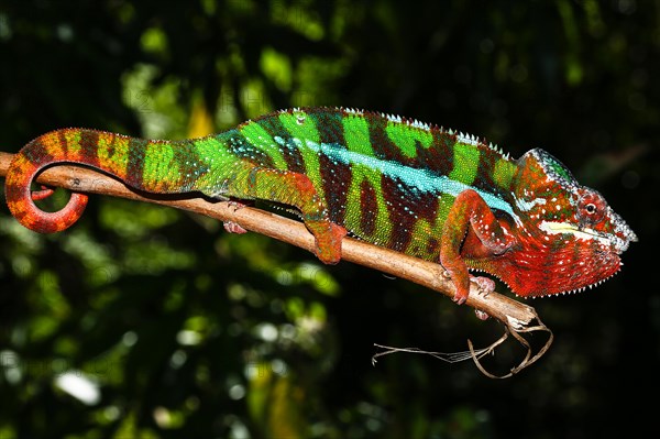 Male panther chameleon