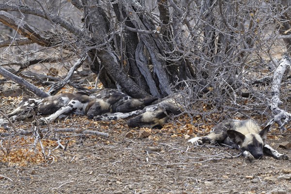 African wild dogs