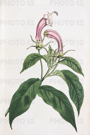 Centropogon cornutus