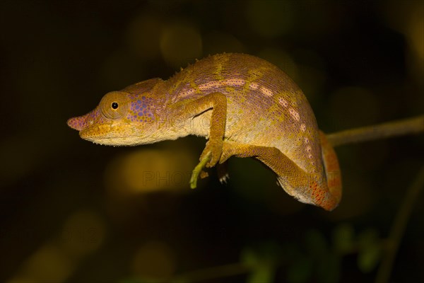 Rhinoceros chameleon