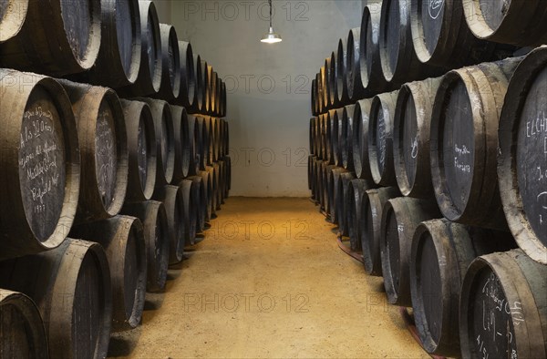 Stacked oak barrels in wine cellar