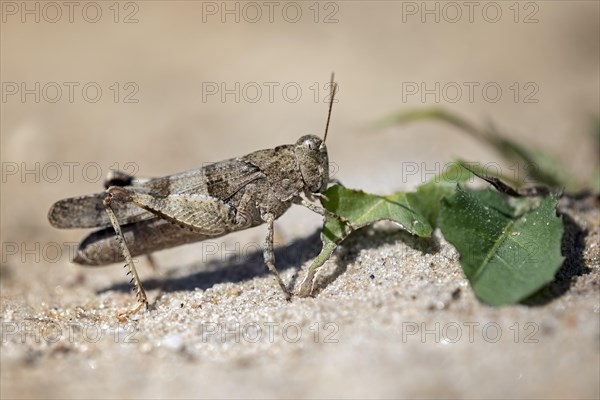 Blue-winged grasshopper
