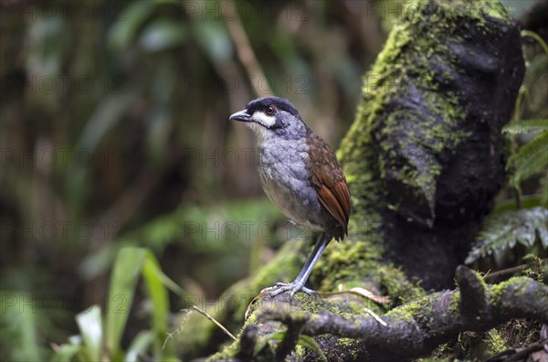 The jocotoco antpitta