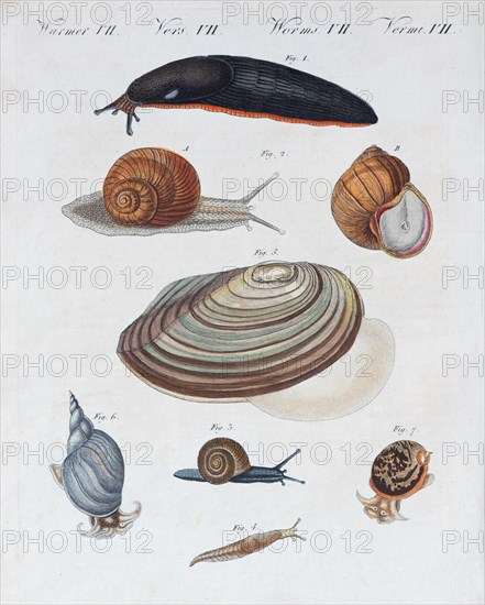 Various snails