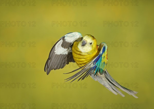 Red-rumped parrot