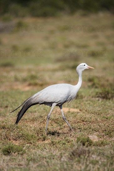 Blue crane