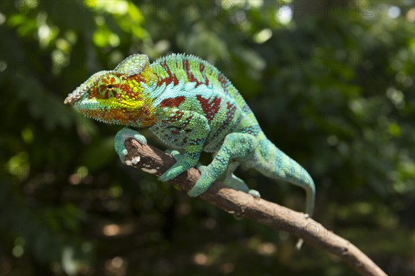 Panther chameleon
