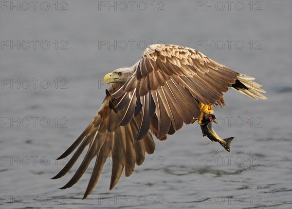 White-tailed eagle