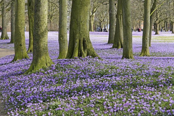Crocuses