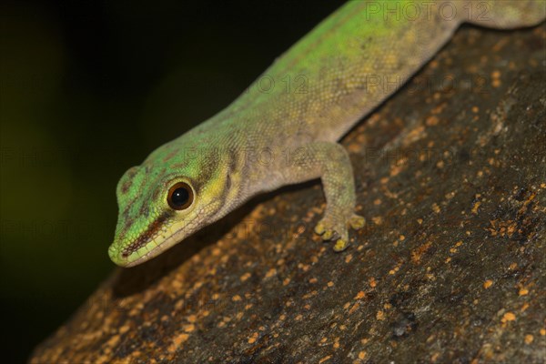 Abbott's day gecko