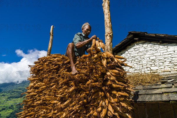 Native man piling up corncobs in front of house