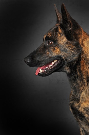 Dutch Shepherd